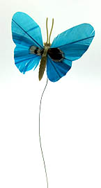Schmetterling 70mm blau